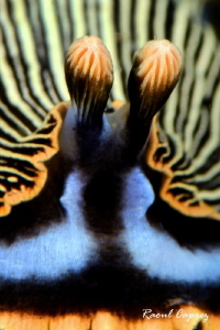 Close encounter by Raoul Caprez 
